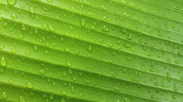 water druppels Aan banaan bladeren kan worden een mooi en gemeenschappelijk zicht, vooral na regenval of wanneer Daar is dauw. video