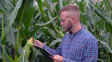 A plant specialist with notebook, checking the field corn a background of greenery. Concept ecology, bio product, inspection, natural products video