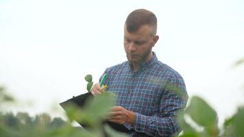 Agronomist or farmer examines soybean growth. Soybean field. Concept ecology, bio product, inspection, natural products video