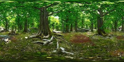 uma sereno viagem através uma verdejante floresta país das maravilhas video
