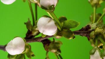 lapso de tiempo de primavera flores apertura. hermosa primavera árbol de manzana florecer abierto. blanco flores floración en verde antecedentes. macro disparo. video