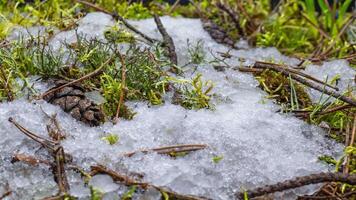 Makro Zeitraffer Schuss von glänzend schmelzen Schnee Partikel drehen in Flüssigkeit Wasser und Enthüllung Grün Gras und Moos. Veränderung von Jahreszeit von Winter zu Frühling im das Wald. video