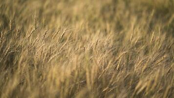 Grano campo , segale prima raccogliere video