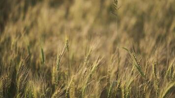 Grano campo , segale prima raccogliere video