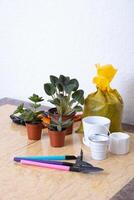 Gardening concept. Plants and gardening tools with gloves, pots and soil on marble table photo