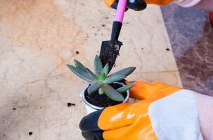 Hands in garden gloves planting succulents in new flower pots. The process of home gardening photo