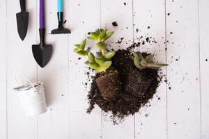 Home gardening concept. Home plants and the soil, pot and gardening tools flat lay, top view photo