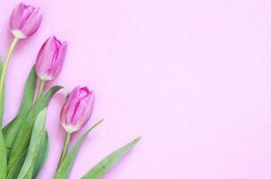 Floral background with tulips flowers. Flat lay, top view. Lovely greeting card with tulips for Mothers day, wedding or happy event photo