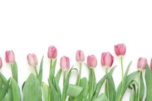 Floral background with tulips flowers on white background. Flat lay, top view. Lovely greeting card with tulips for Mothers day, wedding or happy event photo