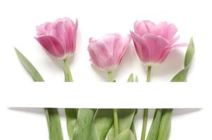 floral antecedentes con tulipanes flores en blanco antecedentes. plano poner, parte superior vista. encantador saludo tarjeta con tulipanes para madres día, Boda o contento evento foto