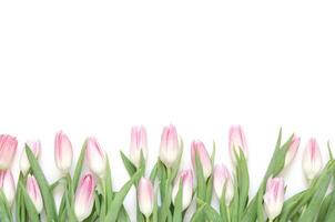 Floral background with tulips flowers on white background. Flat lay, top view. Lovely greeting card with tulips for Mothers day, wedding or happy event photo