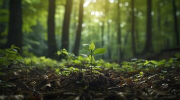 AI generated Lush forest with young sapling and towering trees representing nature growth stages photo
