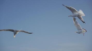 Feeding birds on Baikal. seagulls catch food. Slow motion video