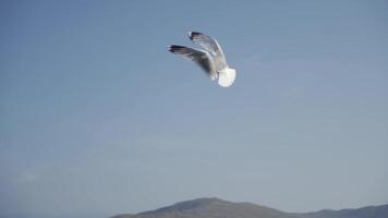 Fütterung Vögel auf Baikalsee. Möwen Fang Lebensmittel. schleppend Bewegung video