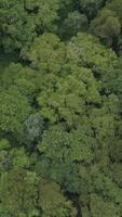 vertical vídeo de bosque árbol tapas aéreo ver video