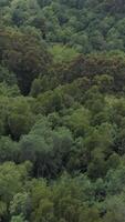 vertical vídeo de bosque árbol tapas aéreo ver video