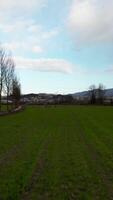 Vertikale Video von Kühe Weiden lassen im Natur Antenne Aussicht