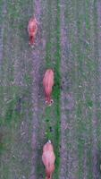 Vertical Video of Cows Grazing in Nature Aerial View