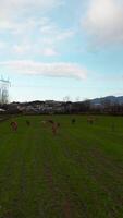 verticaal video van koeien begrazing in natuur antenne visie