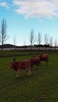 vertical vídeo do vacas pastar dentro natureza aéreo Visão video