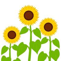 Sunflower with green leaves and stem isolated on white background. Flowers of different sizes are great for spring and summer designs. Vector illustration