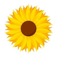 Blooming sunflower petals on a white background. Yellow flowers suitable for logo cards, decorations, spring and summer designs. Vector illustration