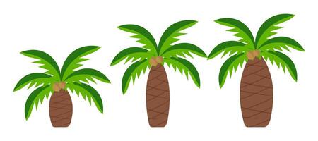 Set of palm trees in flat style. Tropical plant. vector