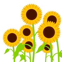 Sunflower with yellow blooming petals isolated on white background. Illustration of a group of sunflowers of different sizes. Suitable for spring and summer designs. vector