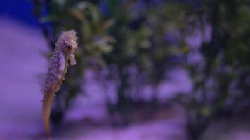 A seahorse is gracefully swimming in a tank of water video