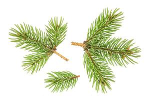 Fir tree branch isolated on white background photo