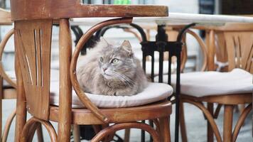 grijs kleur kat zittend Aan een stoel Bij Istanbul cafe straat video