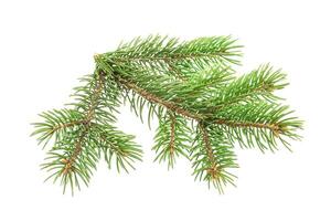 Fir tree branch isolated on white background photo