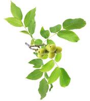 Walnut tree. Green branch isolated on white background photo