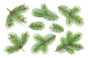 Fir tree branch isolated on white background photo