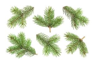 Fir tree branch isolated on white background photo