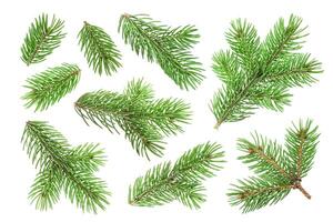 Fir tree branch isolated on white background photo