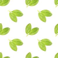 Basil leaf seamless pattern photo