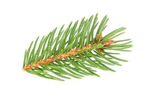 Fir tree branch isolated on white background photo