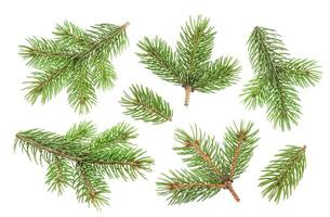 Fir tree branch isolated on white background photo