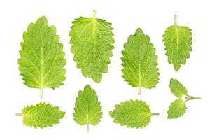 Fresh mint, lemon balm leaf isolated on white background photo