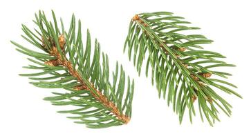 Fir tree branch isolated on white background photo