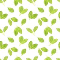 Basil leaf herb seamless pattern photo