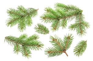 Fir tree branch isolated on white background photo