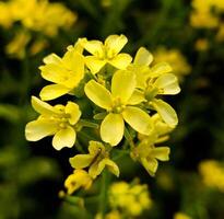 Beautiful blooming flower in garden photo