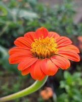 hermosa floreciente flor en jardín foto