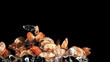 Fresh mussels with ice rise up and fall. On a black background. Filmed is slow motion 1000 fps. video