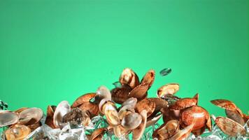 Mussels with ice rise up and fall down. On a green background. Filmed is slow motion 1000 fps. video