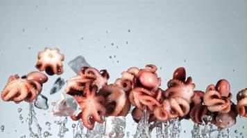 Boiled octopuses with ice rise up and fall down. On a blue background. Filmed is slow motion 1000 fps. video