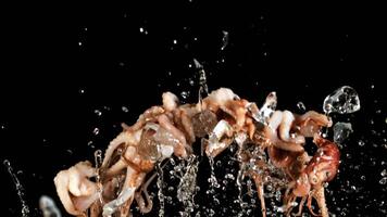 Raw octopus with ice and splashes of water rises up and falls down. On a black background. Filmed is slow motion 1000 fps. video