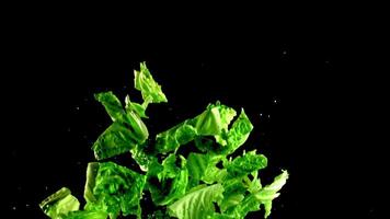 Fresh pieces of lettuce fly up and fall down. On a black background. Filmed is slow motion 1000 fps. High quality FullHD footage video